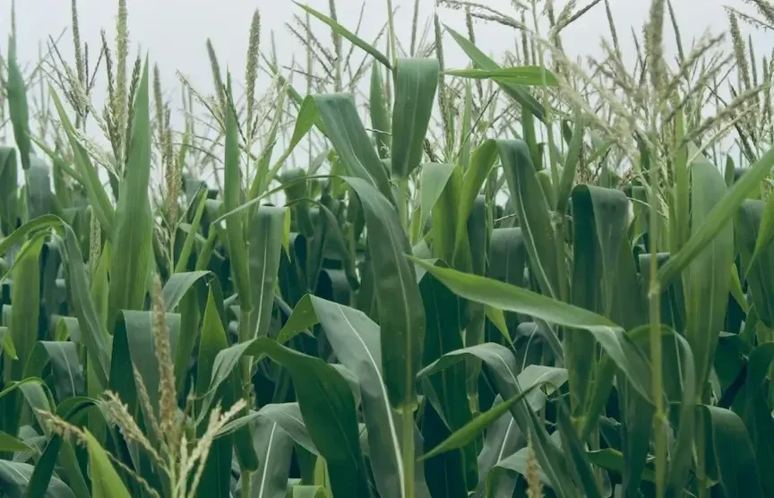 pole uprawy kukurydzy słodkiej